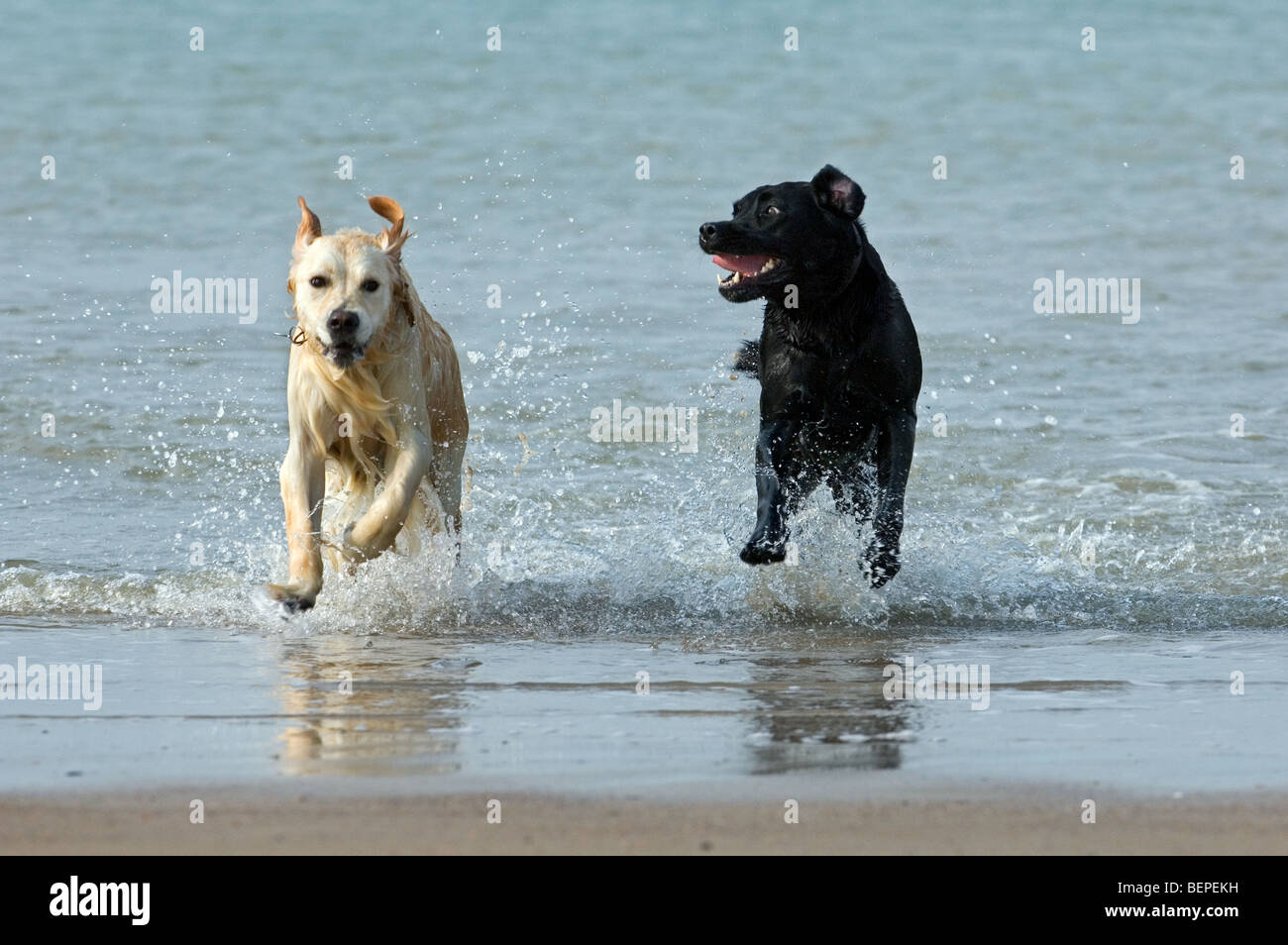 Golden retriever et labrador retriever (Canis lupus familiaris) les chiens courir et jouer dans l'eau le long de la côte de la mer du Nord Banque D'Images
