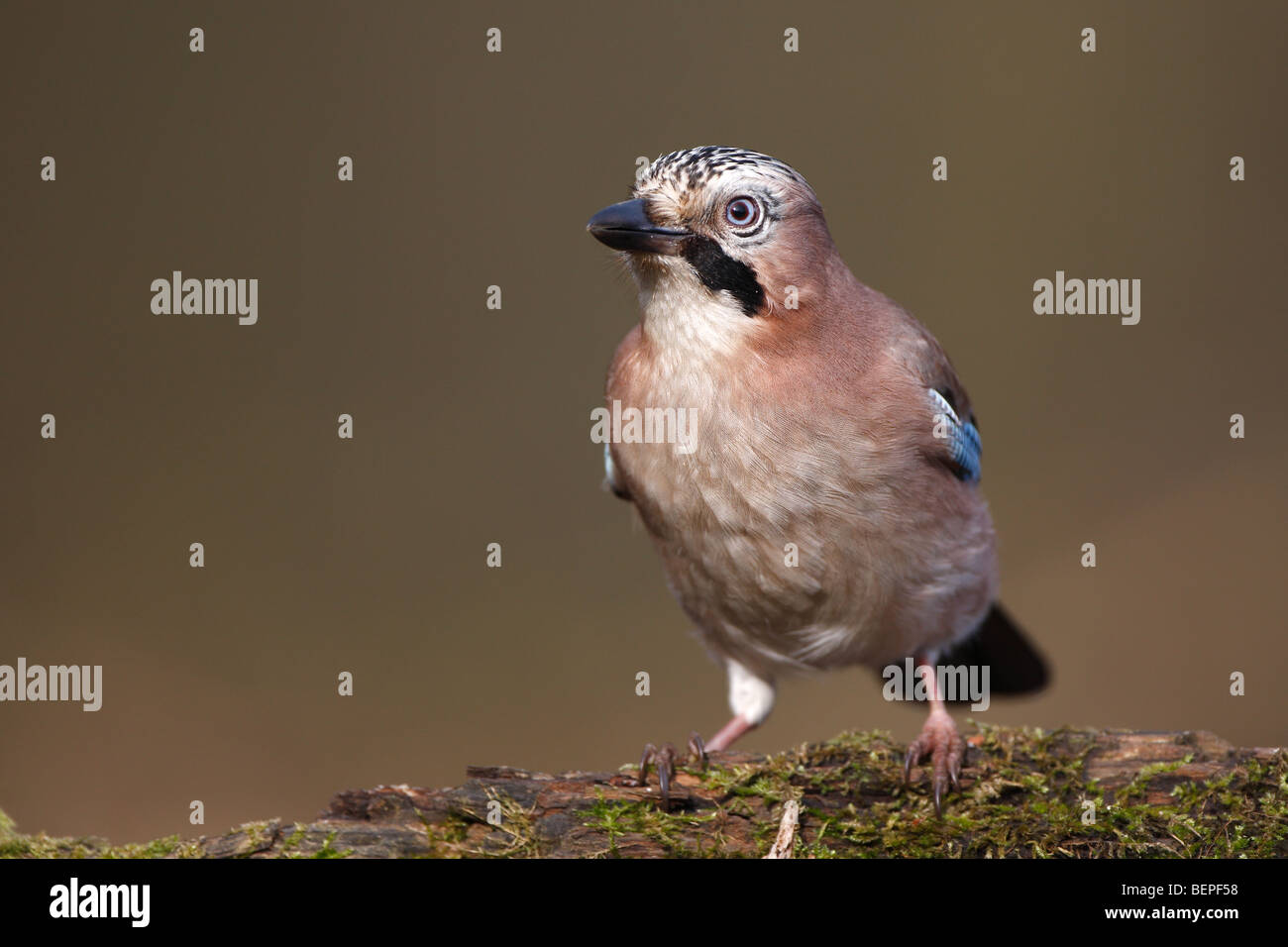 Eurasian jay (Garrulus glandarius) perché sur le tronc couvert de mousse Banque D'Images