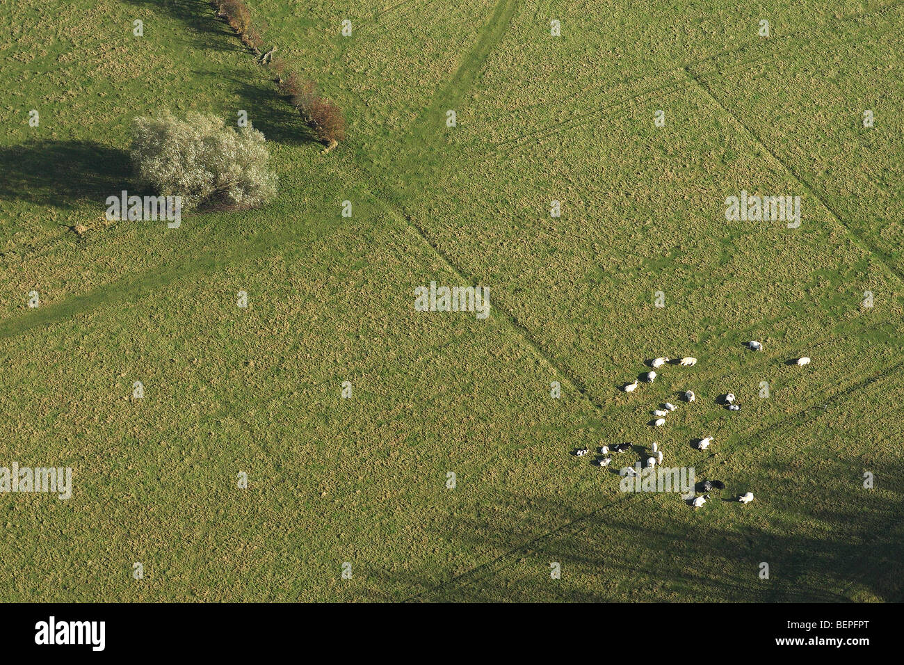 Avec les vaches de la prairie autour de la piscine à partir de l'air, Belgique Banque D'Images