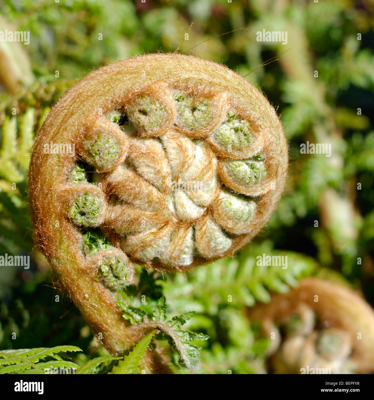 Dicksonia antarctica, communément connue sous le nom de fougère arborescente ou de l'homme mou ou Fougère fougère arborescente de Tasmanie. Banque D'Images