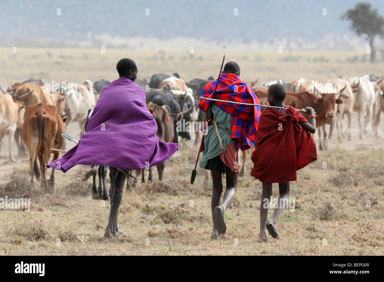 Trois garçons armés de lances Masaï tendant les bovins, Kenya, Afrique de l'Est Banque D'Images