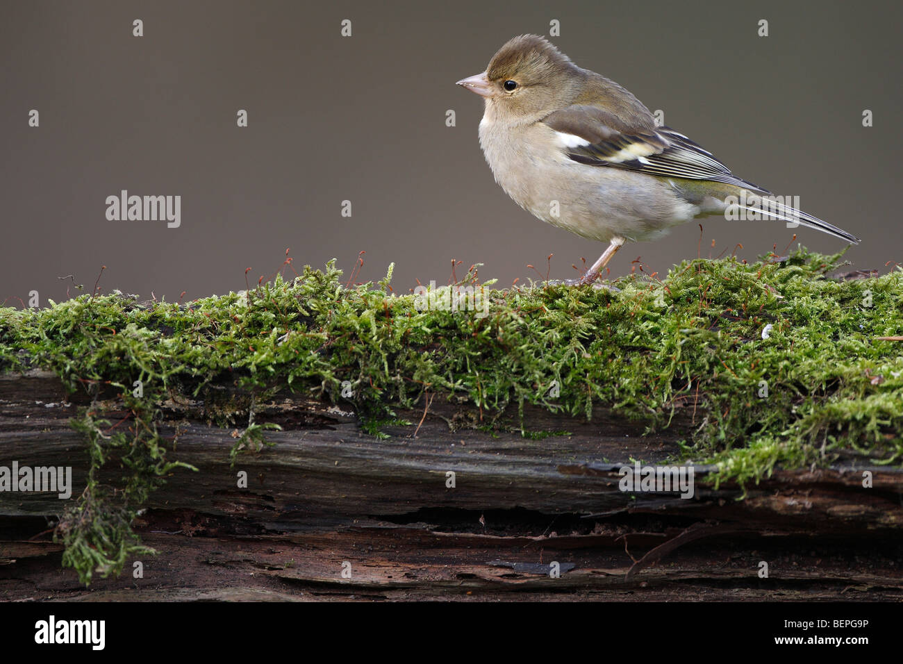 (Fringilla coelebs Chaffinch femelle) Banque D'Images