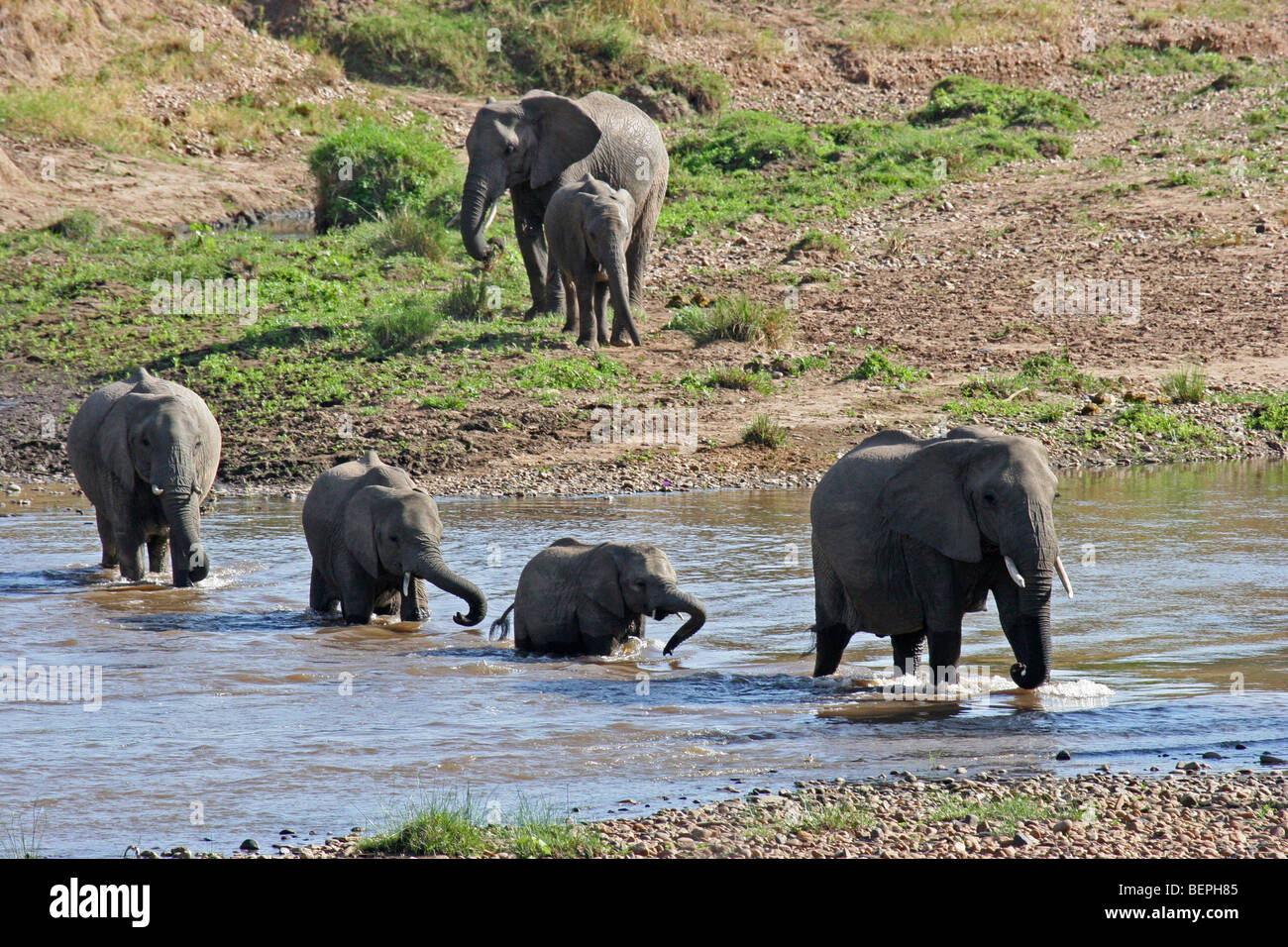 Troupeau d'éléphants d'Afrique (Loxodonta africana) crossing river, Masai Mara National Reserve, Kenya, Afrique de l'Est Banque D'Images