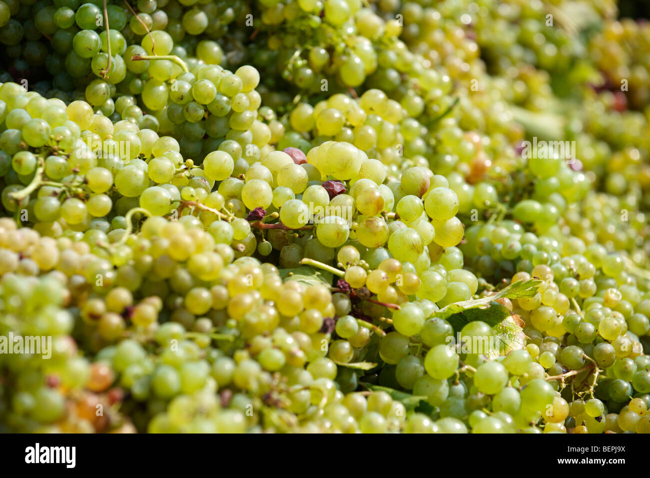 Vendanges blanc dans le vignoble - Balaton-Fely Balaton, Hongrie Banque D'Images