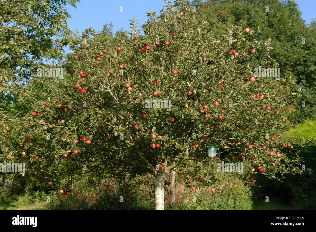Petite découverte bien formé autour d'apple tree avec fruit rouge mûr, Devon Banque D'Images