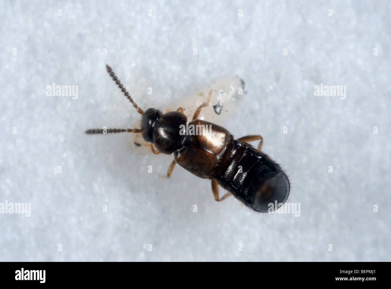 Les staphylins prédateurs adultes, Dalotia coriaria, se nourrissant d'une larve de diptères utilisés pour la lutte biologique Banque D'Images