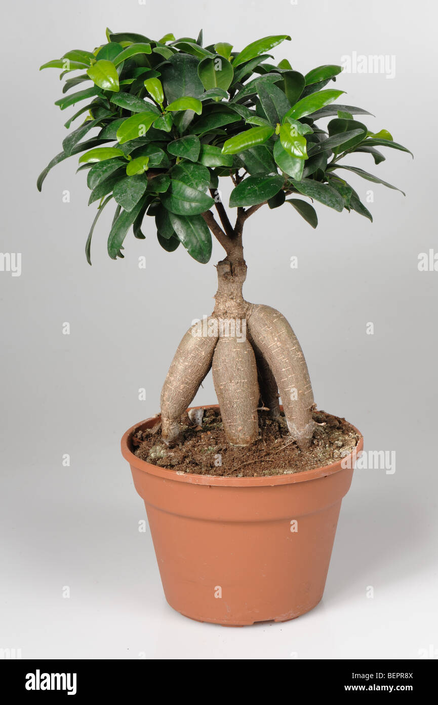 Bonsai Ficus microcarpa Ginseng arbre dans un pot Banque D'Images