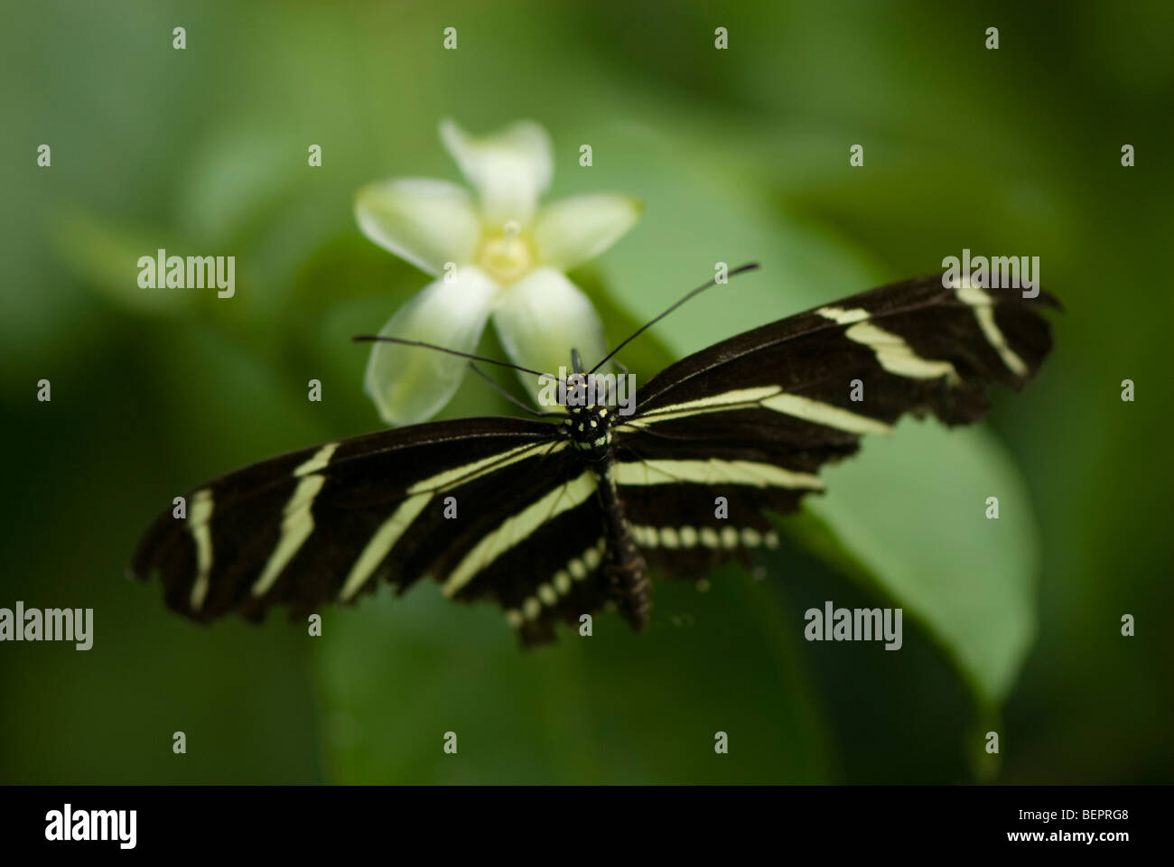 De prescription jaune Heliconian (zebra) fleur papillon perché sur se préparer à nourrir. Banque D'Images