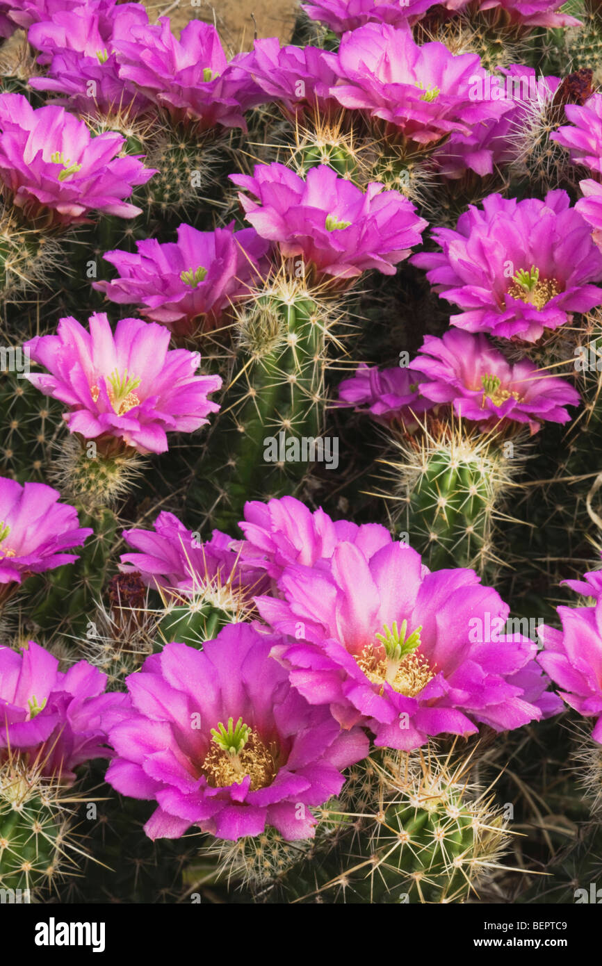 Strawberry Cactus Hérisson (Echinocereus enneacanthus),fleurs, vallée du Rio Grande du Sud, Texas, États-Unis Banque D'Images