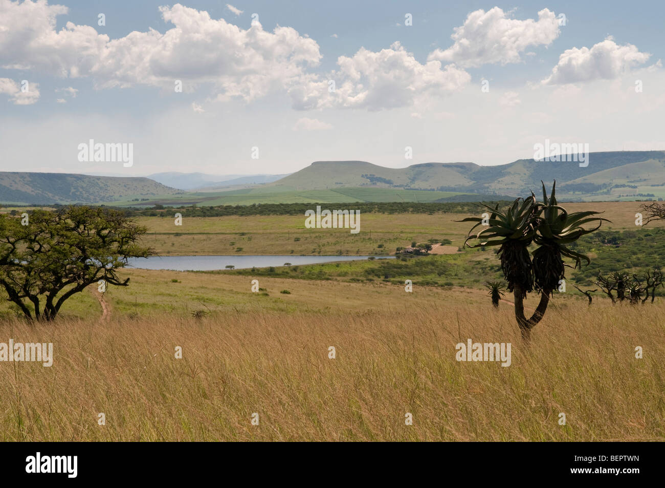 Tala Game Reserve près de Durban, Afrique du Sud Banque D'Images