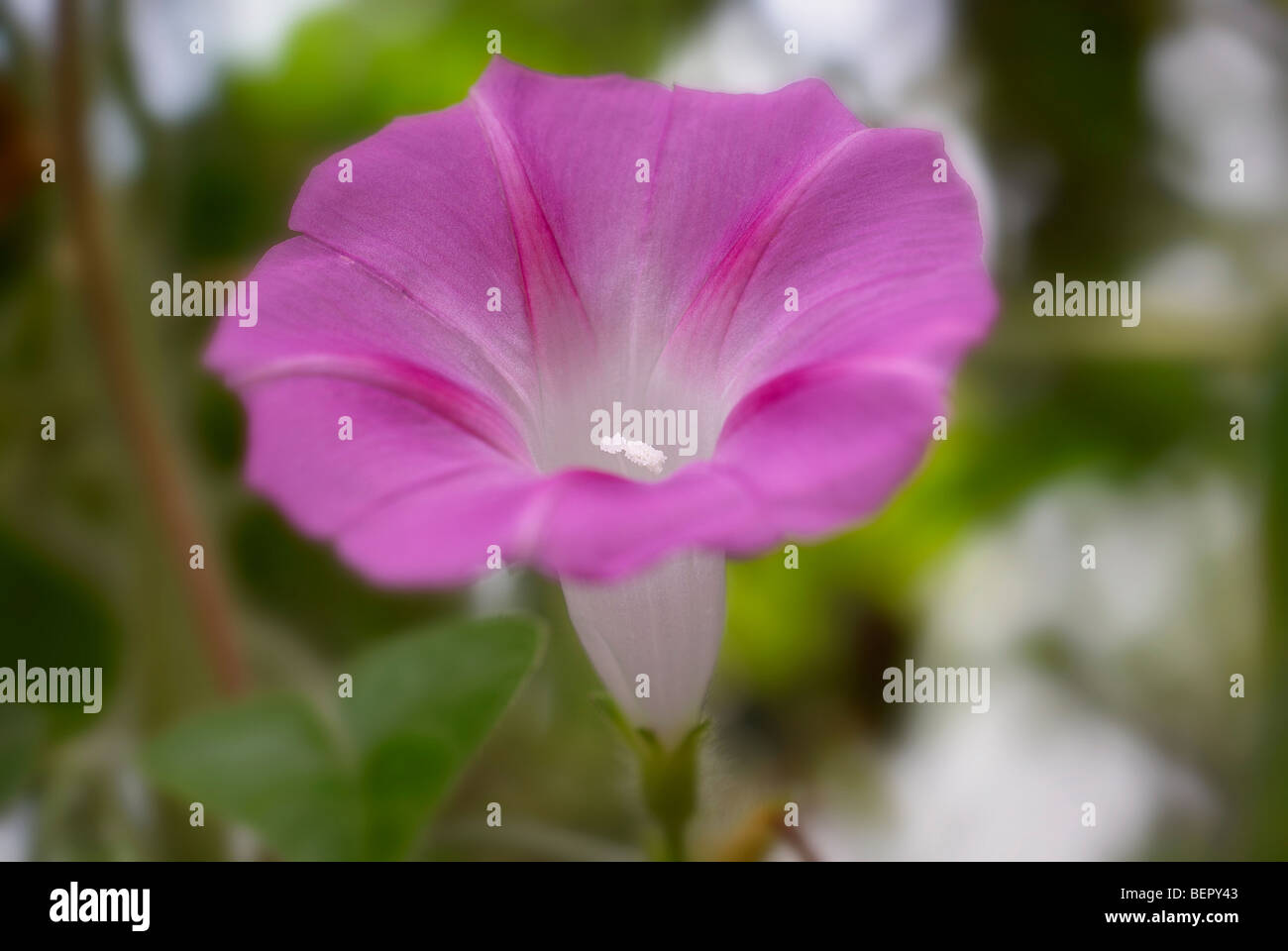 Gloire du matin, fleur mauve, violet, blanc, étamine, fleur, fleurs,  vitesse rampante, close-up, Close up, macro Photo Stock - Alamy