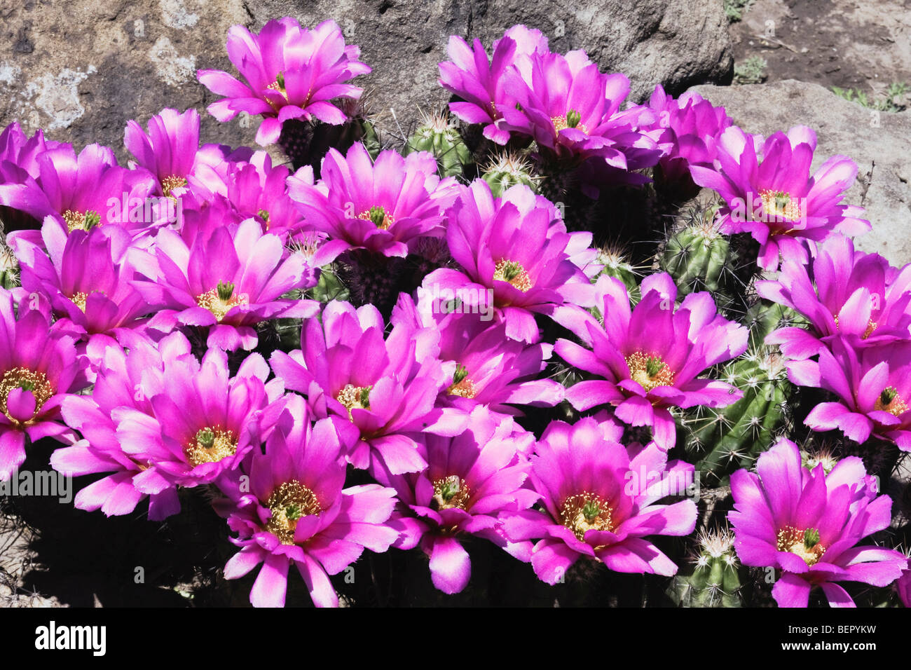 Strawberry Cactus Hérisson (Echinocereus enneacanthus),fleurs, vallée du Rio Grande du Sud, Texas, États-Unis Banque D'Images