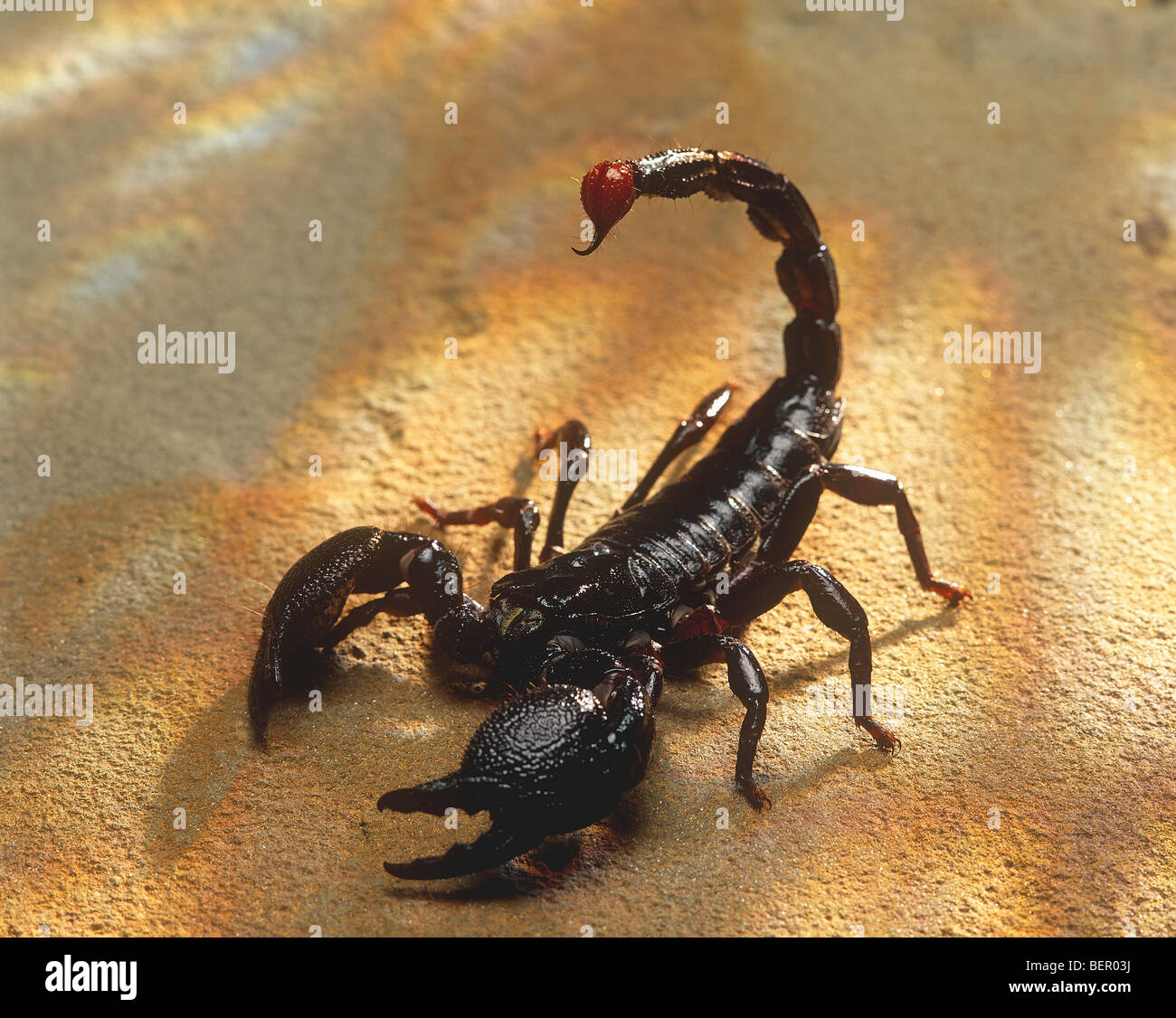 Scorpion Noir Banque D Image Et Photos Alamy