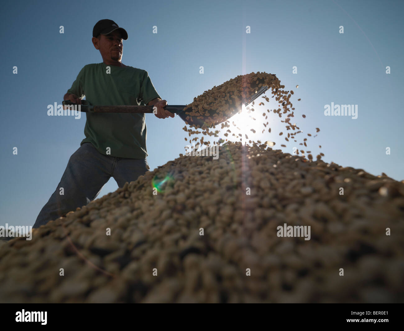 Les grains de café de pelletage travailleur Banque D'Images