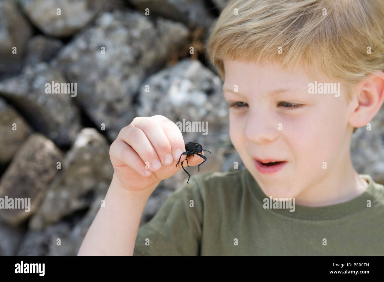 Un jeune garçon tenant une beetle Banque D'Images