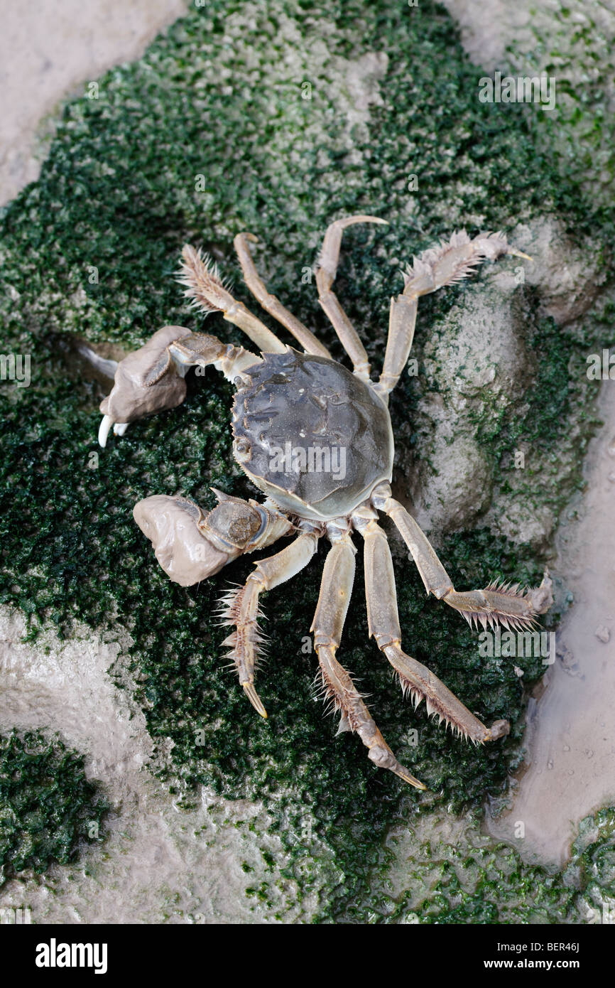 Crabe chinois, Eriocheir sinensis, Thames, Londres, octobre 2009 Banque D'Images