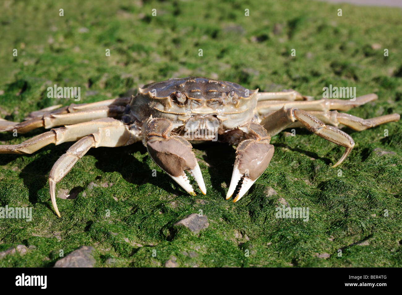 Crabe chinois, Eriocheir sinensis, Thames, Londres, octobre 2009 Banque D'Images