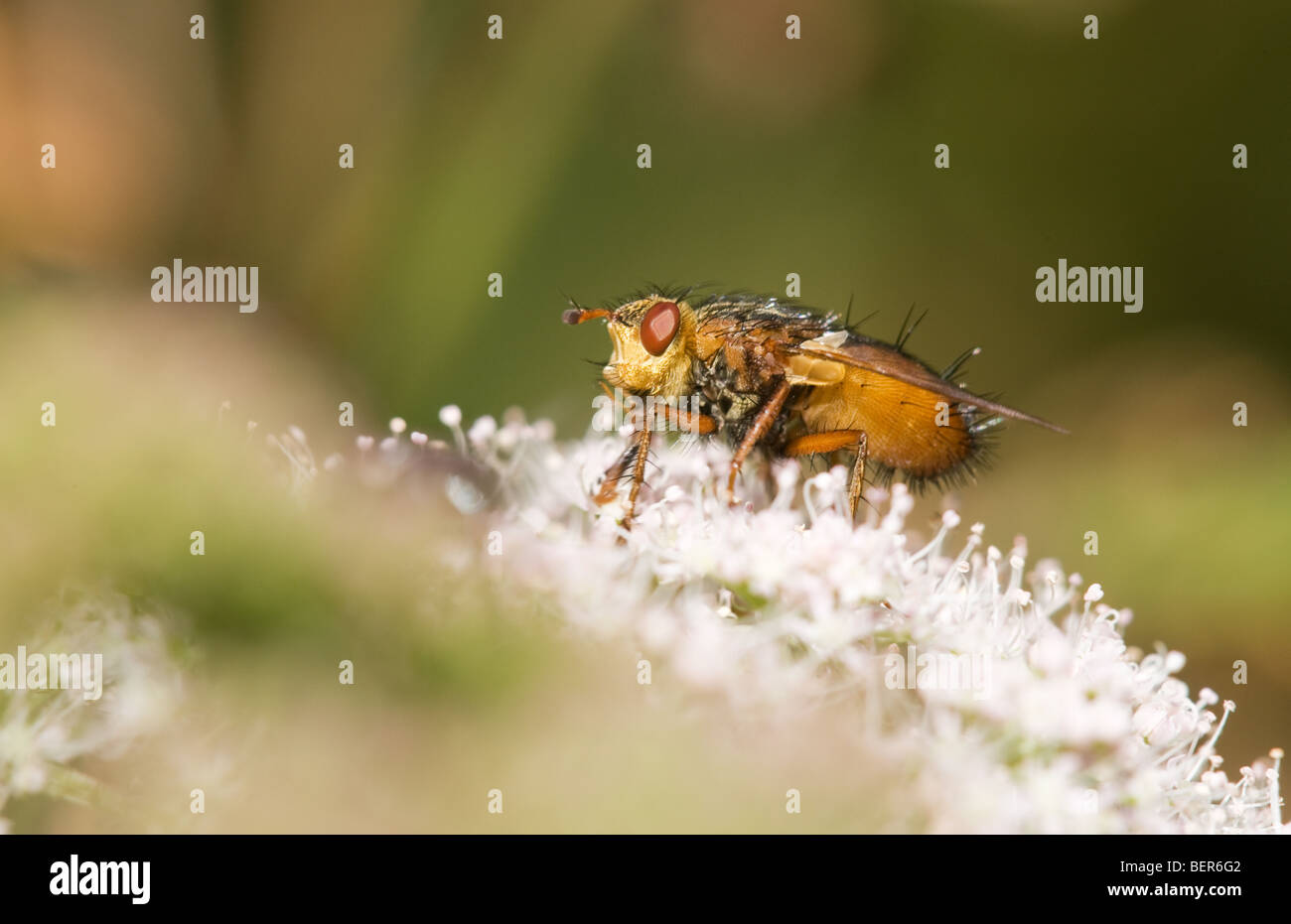 Tachinaire Tachina fera mouche adulte perché sur une fleur Banque D'Images