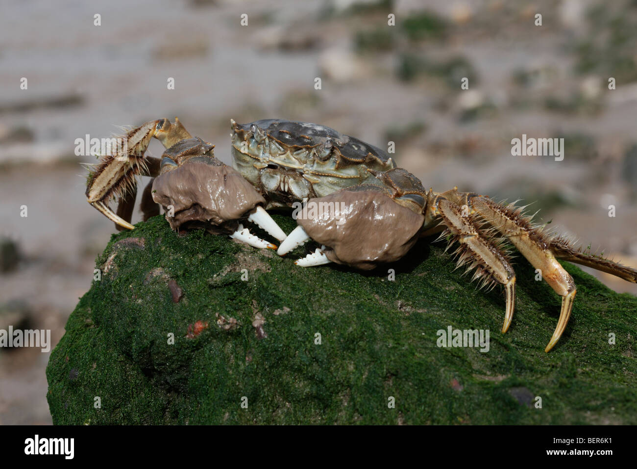 Crabe chinois, Eriocheir sinensis, Thames, Londres, octobre 2009 Banque D'Images