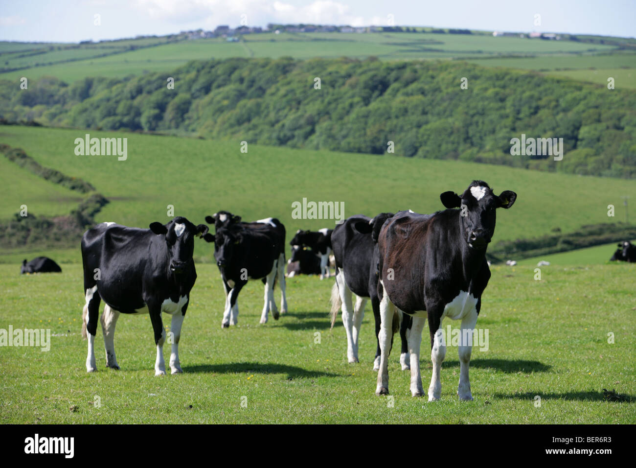 Vaches dans un champ de Pembrokeshire Wales Banque D'Images