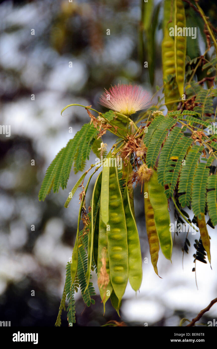 Fleur et les coupelles de semences d'un acacia la Grèce du Nord Banque D'Images