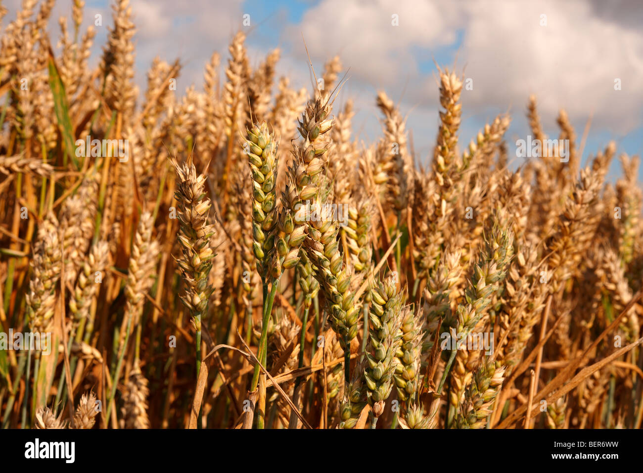 Champ de blé prêt pour la récolte Banque D'Images