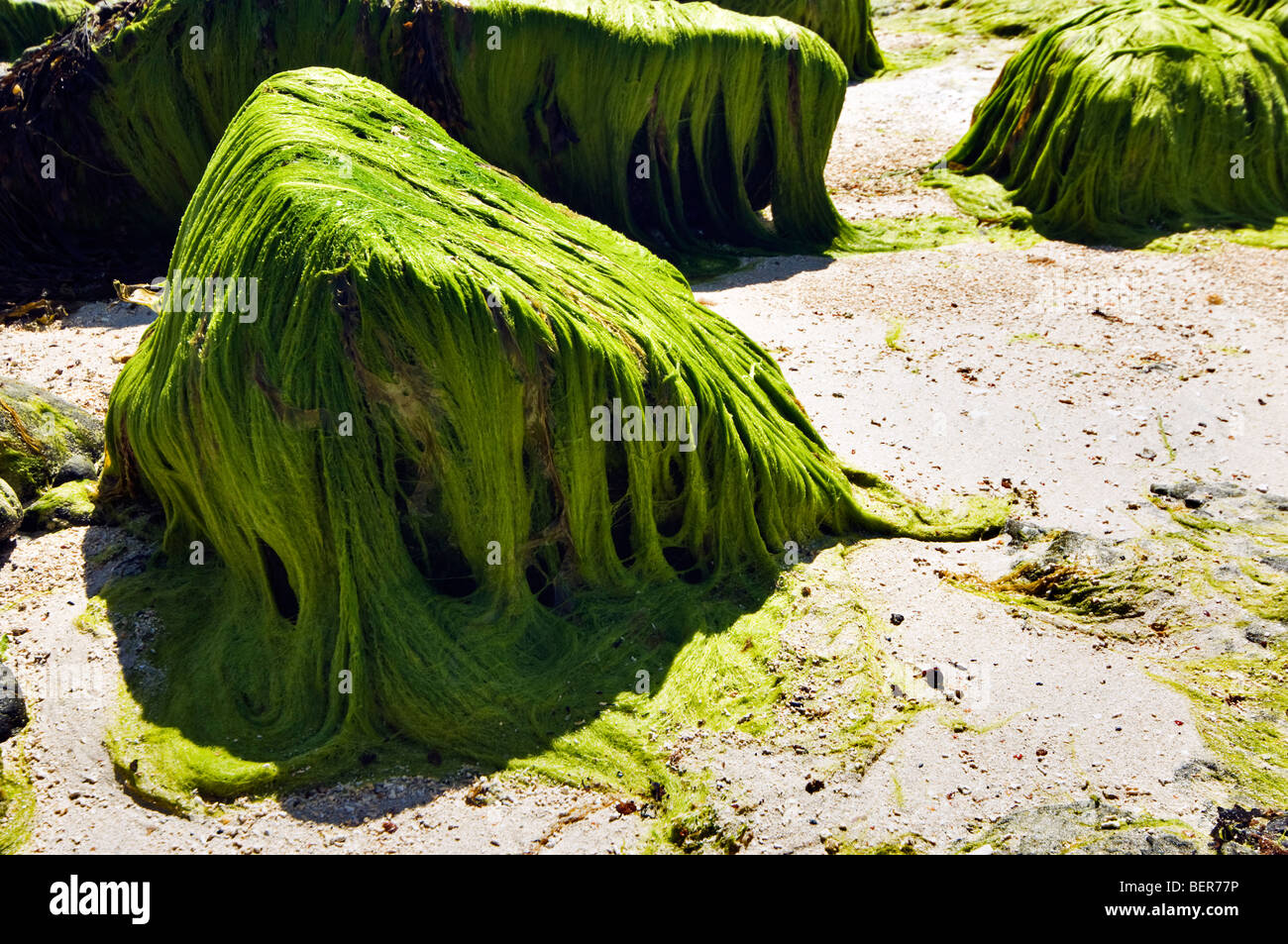 Algues vertes couvrant une plage sur l'île de Sky, Ecosse, Royaume-Uni Banque D'Images