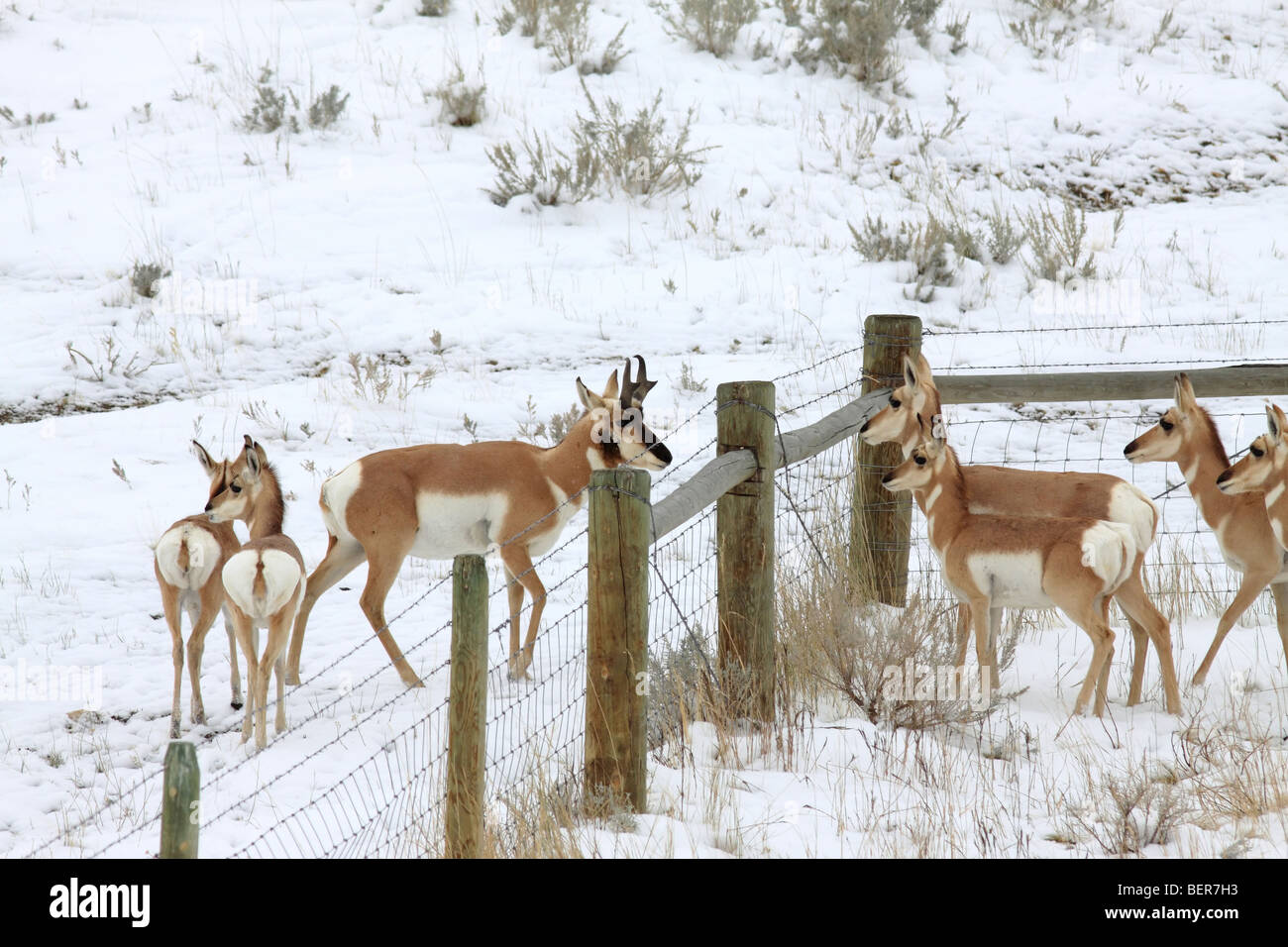 Un petit troupeau de l'Antilope sont séparées par une clôture le long d'une route enneigée Wyoming Banque D'Images