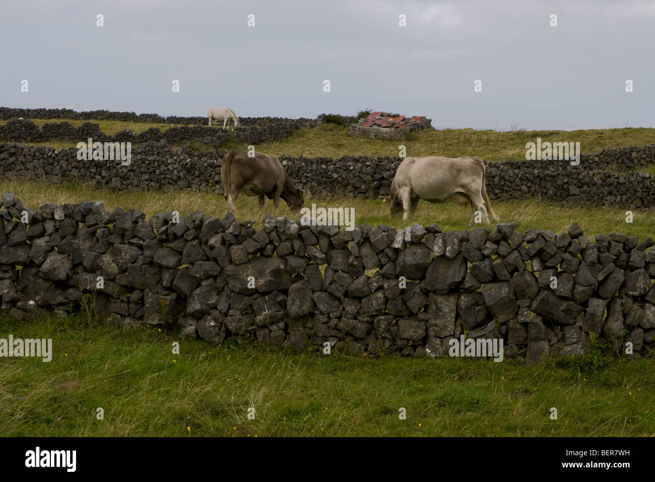 Les vaches dans les champs entourés de murs traditionnels, l'Inis Mor (Inismore) Island, les îles d'Aran, Co. de Galway, Irlande Banque D'Images