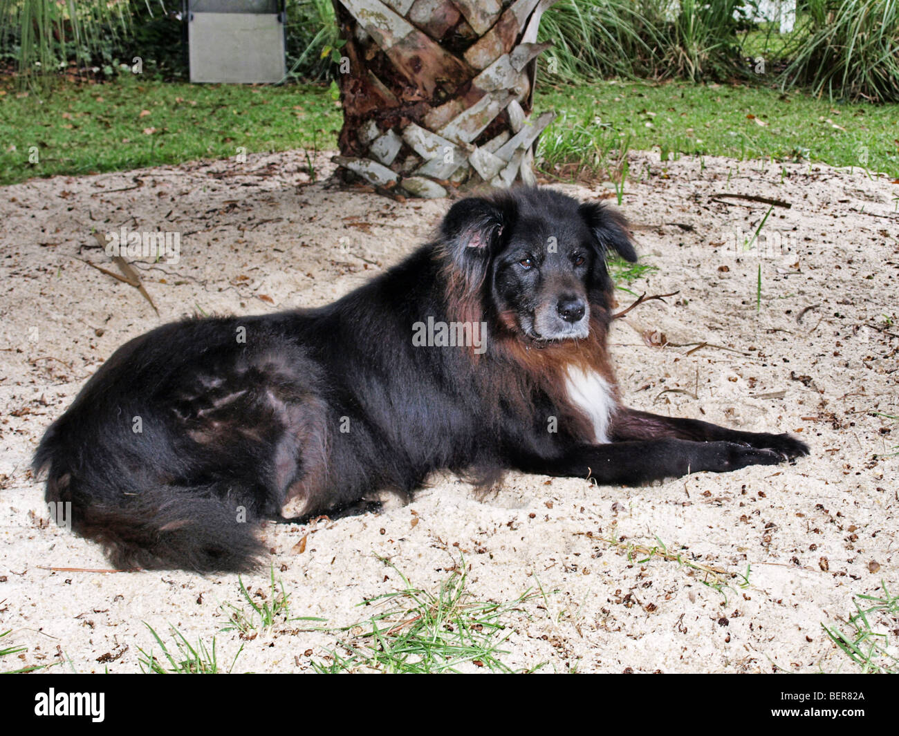 Noir Blanc Et Marron Chien Chien Assis Dans Sable Race