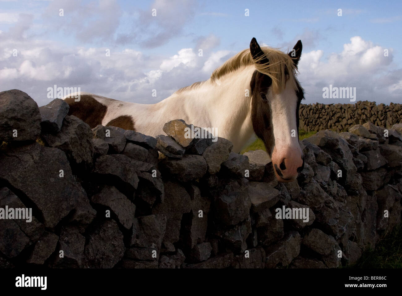 Regarde au-dessus du cheval, l'Inis Mor stonewall traditionnels (Inismore) Island, les îles d'Aran, Co. de Galway, Irlande Banque D'Images