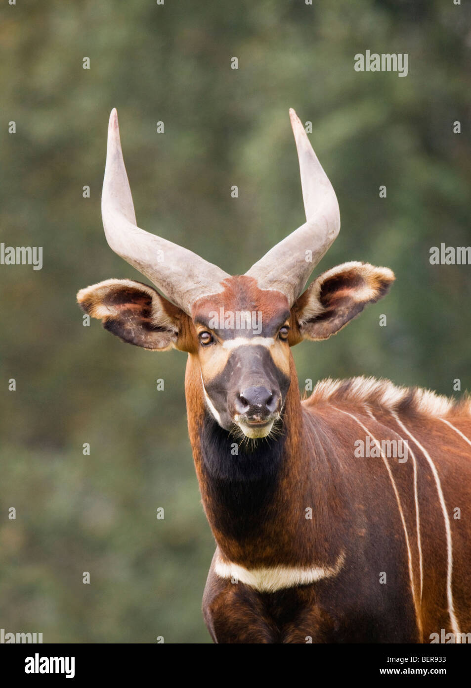 Bongo Tragelaphus eurycerus isaaci Banque D'Images