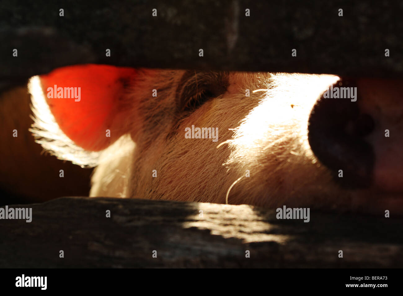 Un cochon dans un hangar à la recherche de l'appareil photo Banque D'Images