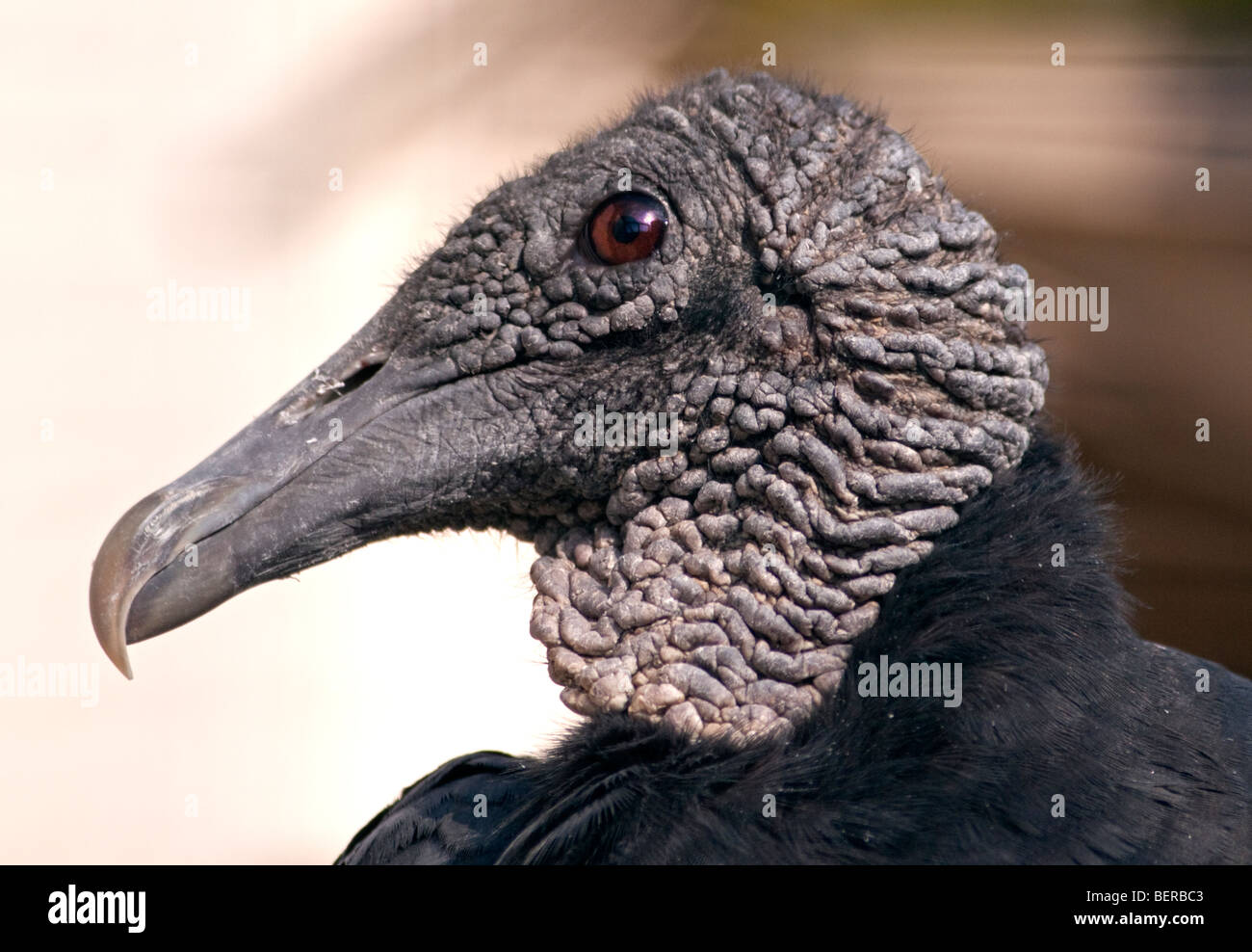 Urubu noir américain (Coragyps atratus) Banque D'Images