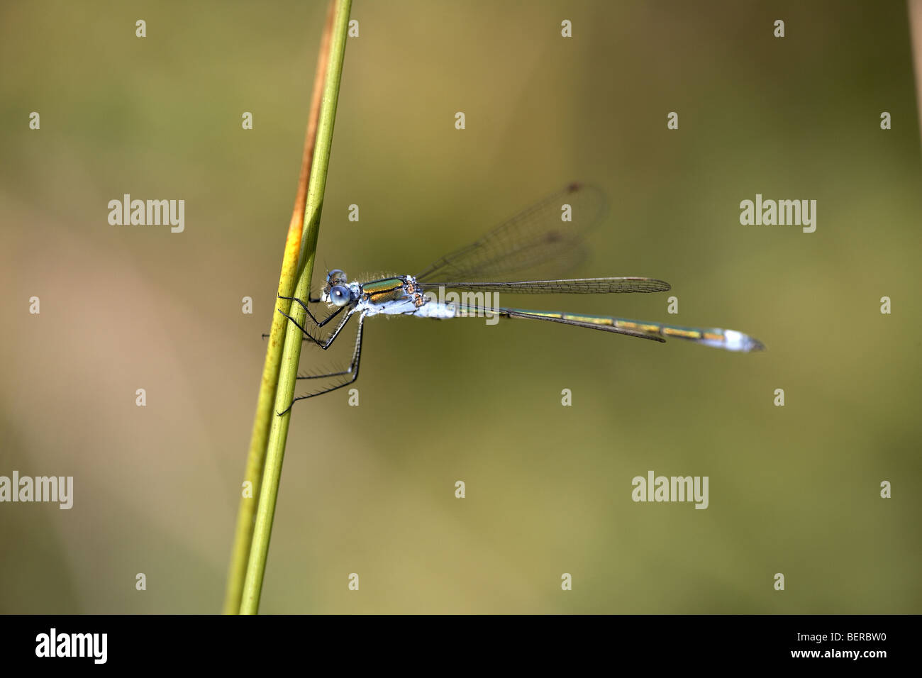 Demoiselle d'Émeraude, Lestes sponsa Banque D'Images