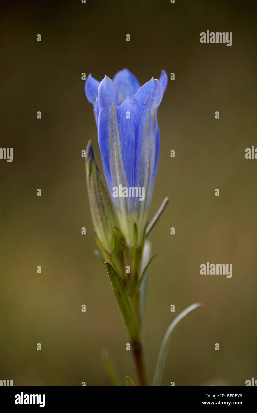 Gentiane, Gentiana pneumonantha Marsh, en fleurs, Studland Heath, Dorset, UK Banque D'Images