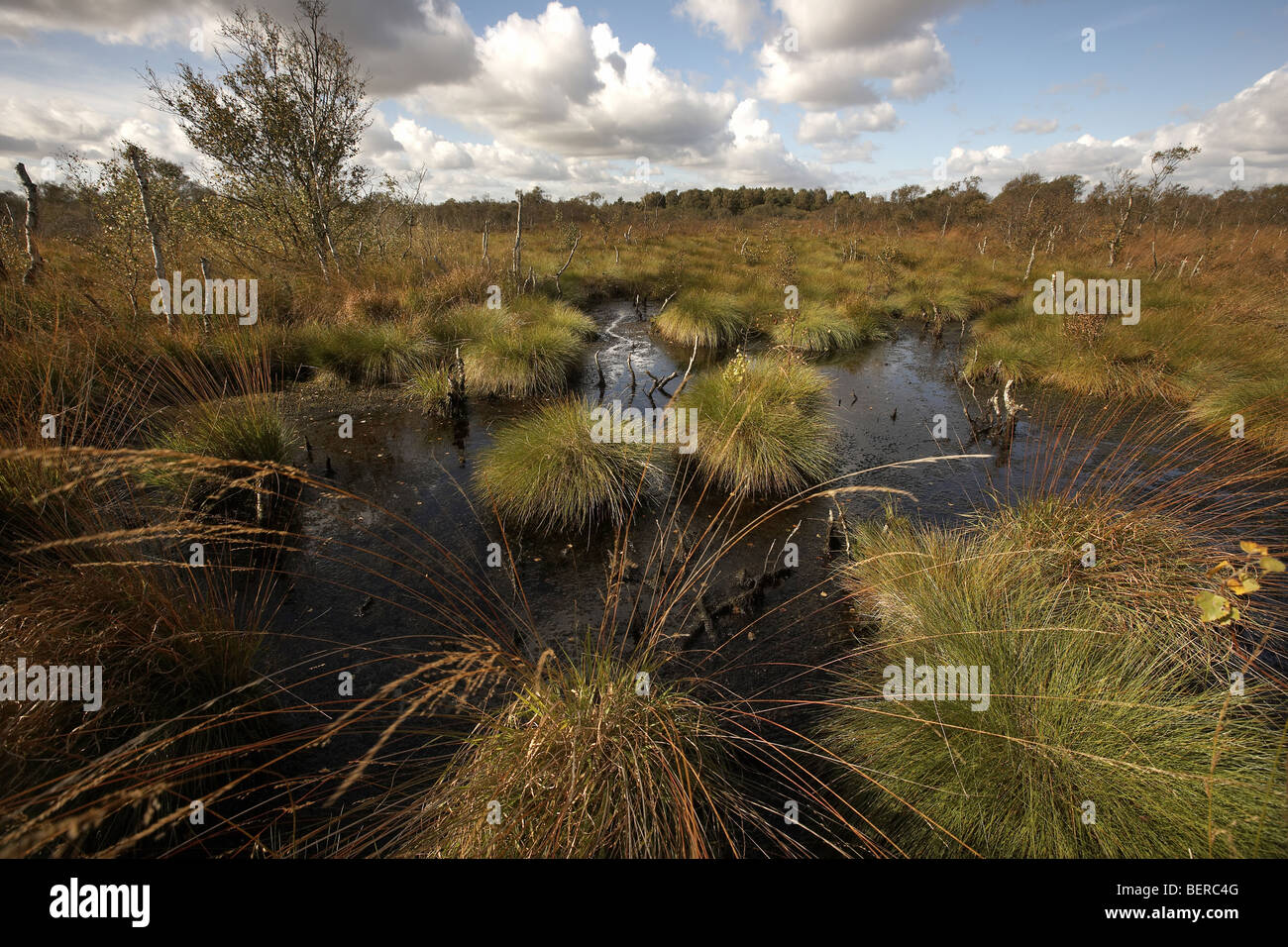 Crowle Moor Moor Thorne et réserve naturelle nationale de l'Hatfield et tourbières de West Riding of Yorkshire, uk Banque D'Images