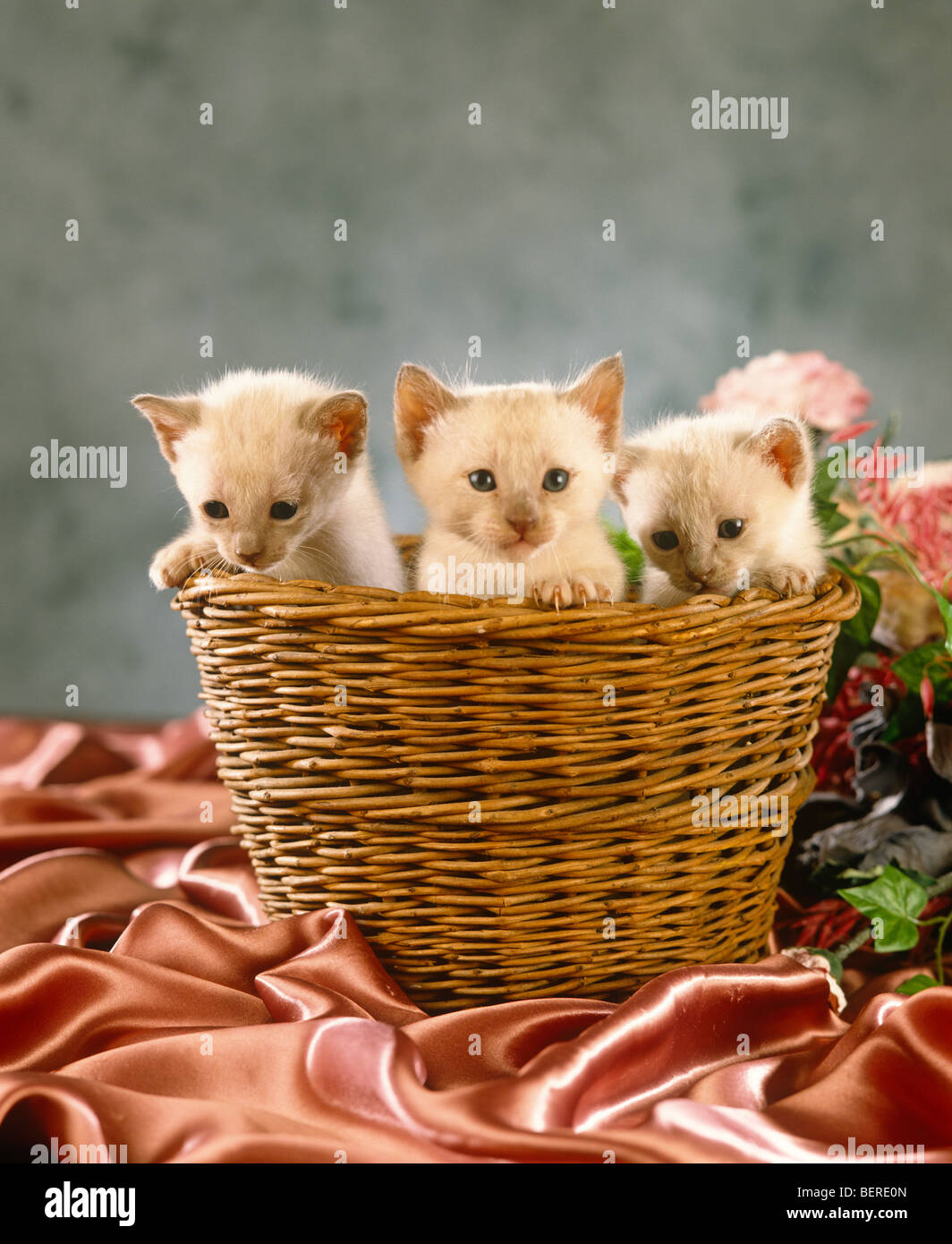 Trois chatons dans un panier Banque D'Images