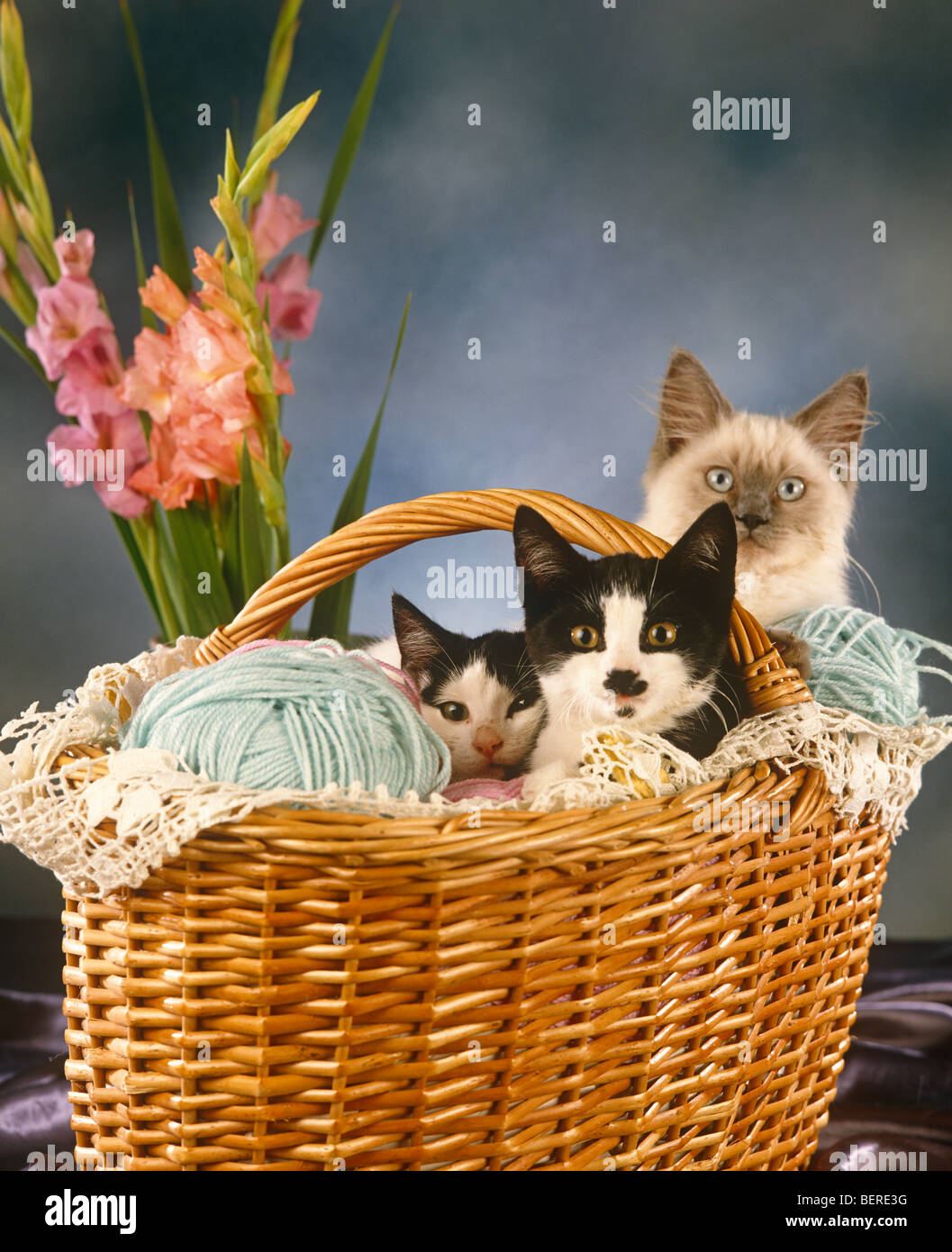 Trois chats dans un panier avec de la laine Banque D'Images