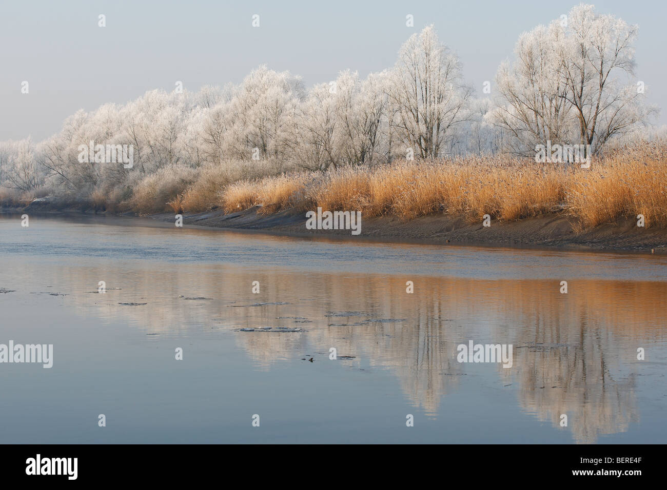 Rivière à marées Durme avec reflet d'arbres couverts de neige et reed fringe le long de la rivière Escaut, Belgique Banque D'Images