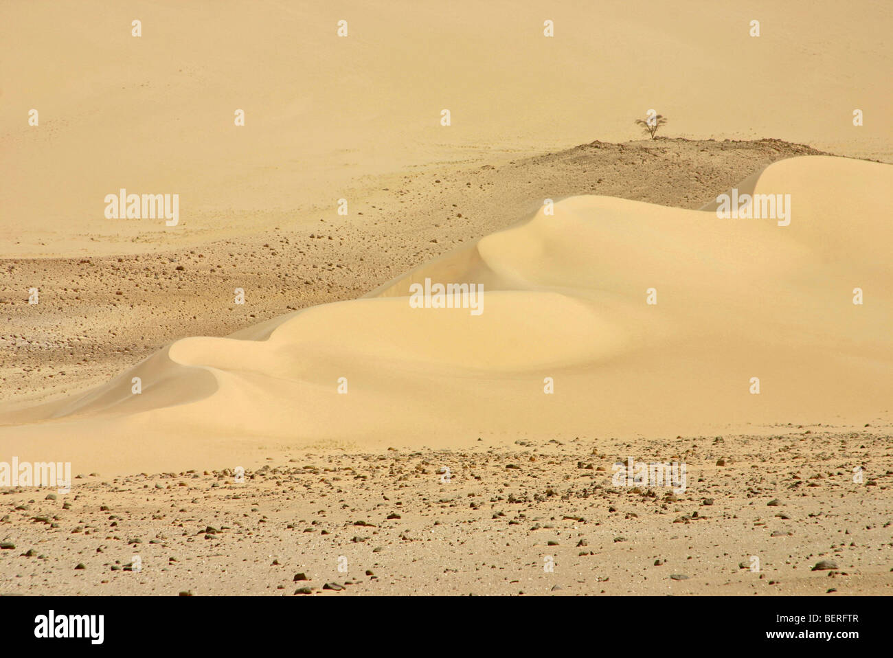 Dunes de sable et lonely tree dans le désert du Sahara, au Niger, en Afrique de l'Ouest Banque D'Images