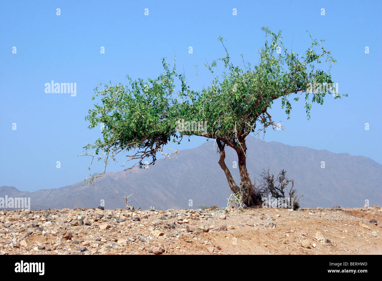 Seul acacia dans l'Aïr, Massif de l'Aïr / Niger, Afrique de l'Ouest Banque D'Images