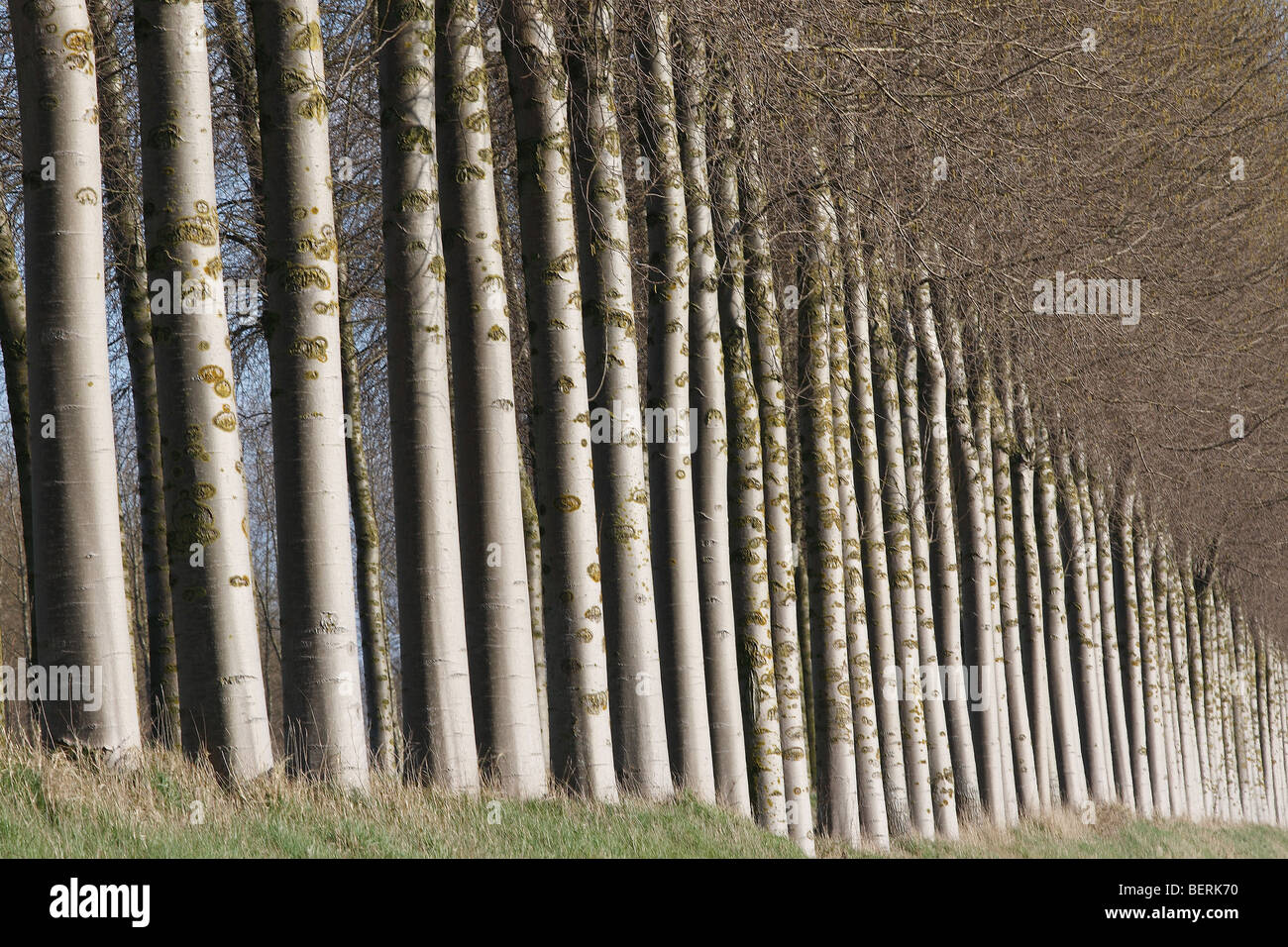 Rangée d'arbres, le peuplier (Populus sp.), Belgique Banque D'Images