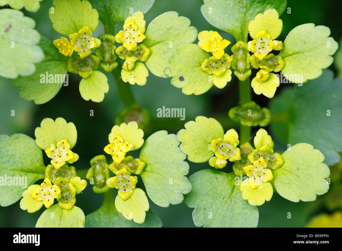 À feuilles de rechange saxifrage Chrysosplenium alternifolium (or), Belgique Banque D'Images