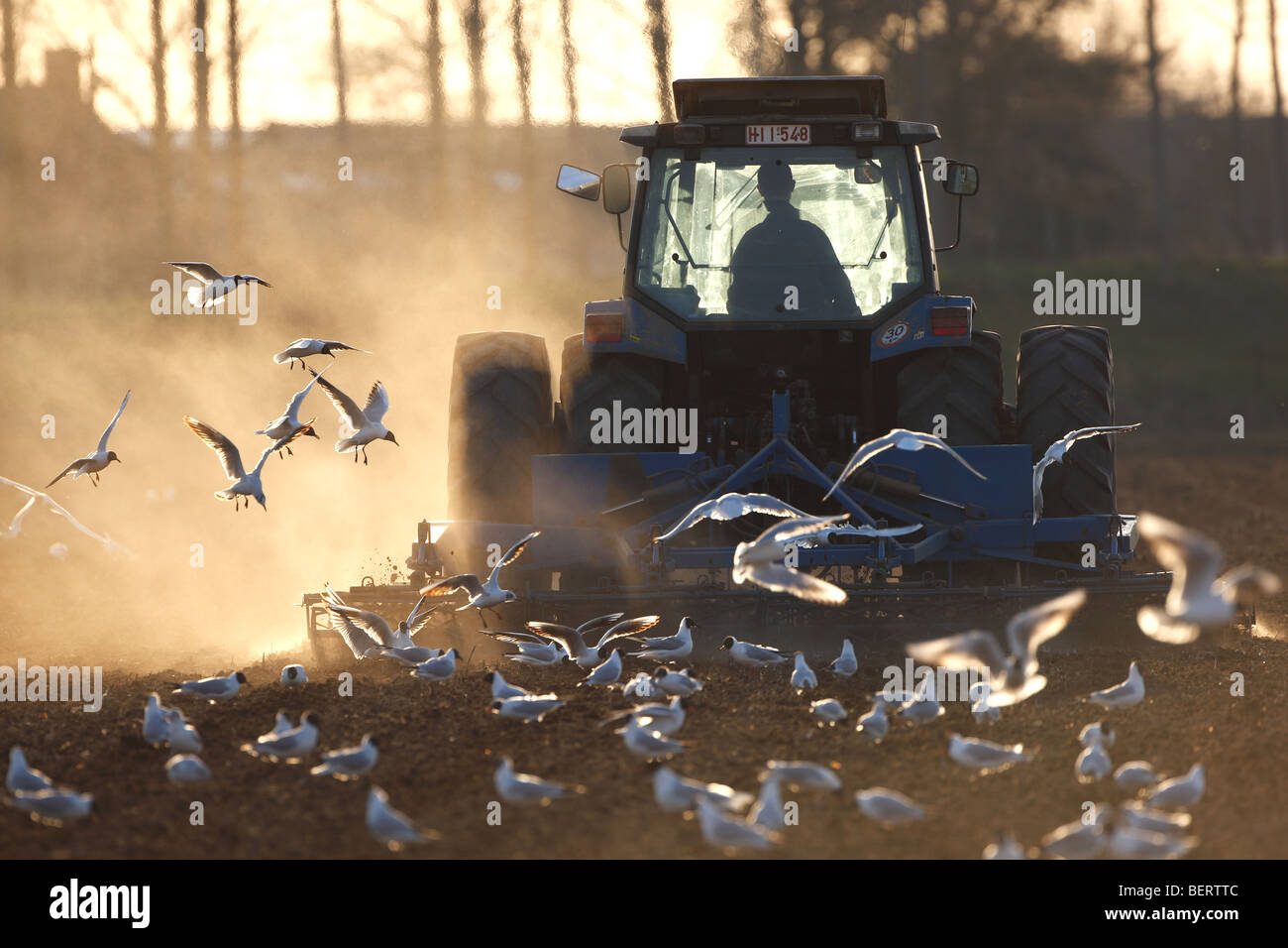 Mouettes tracteur champ de labour, Belgique Banque D'Images