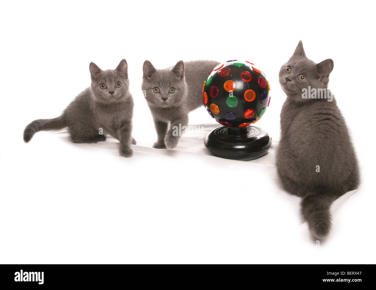 British Shorthair bleu chatons disco studio portrait Banque D'Images