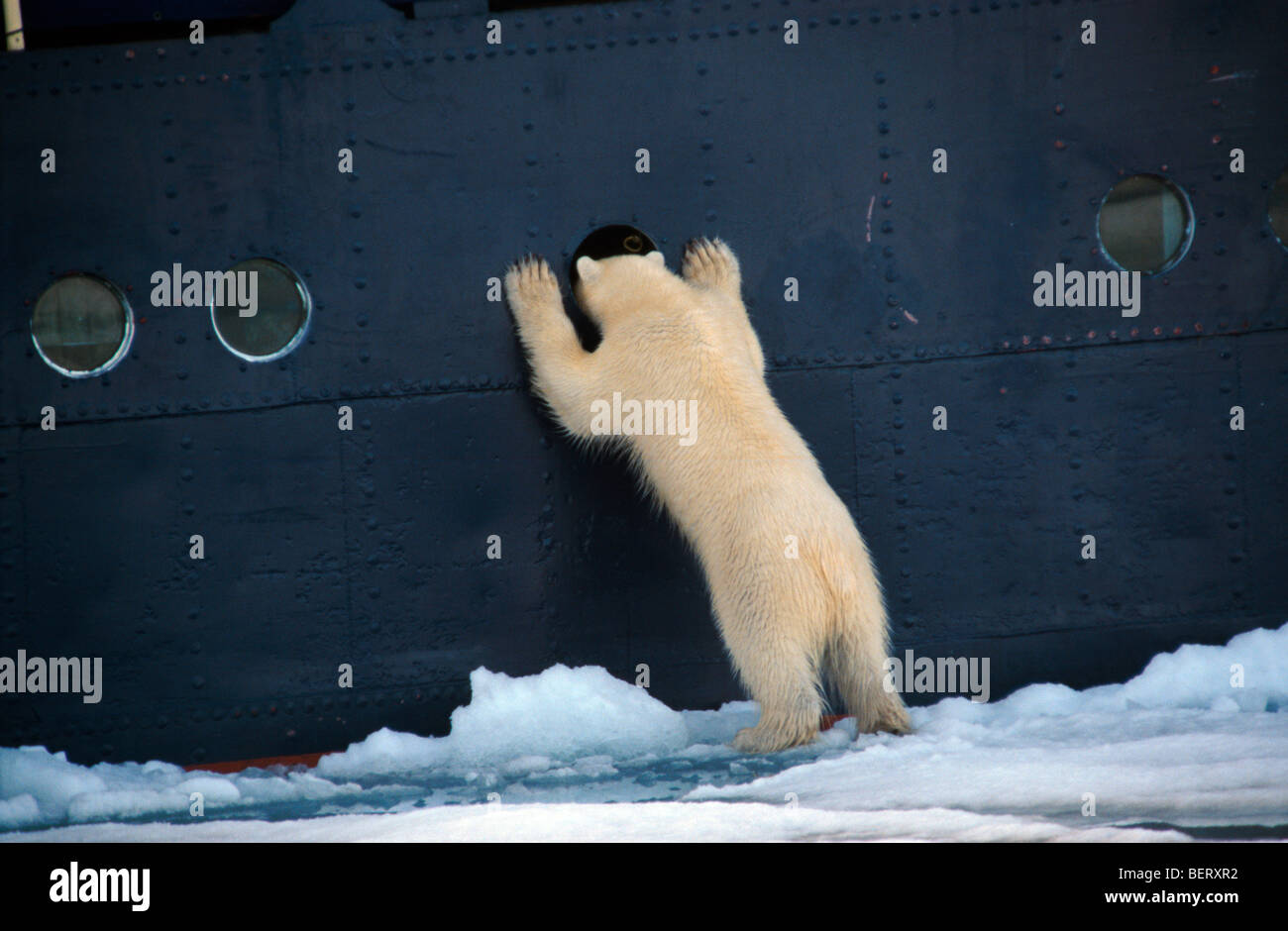 Curieux de l'ours polaire (Ursus maritimus) debout et regardant à travers un hublot en navire, Svalbard, Spitzberg, Norvège Banque D'Images