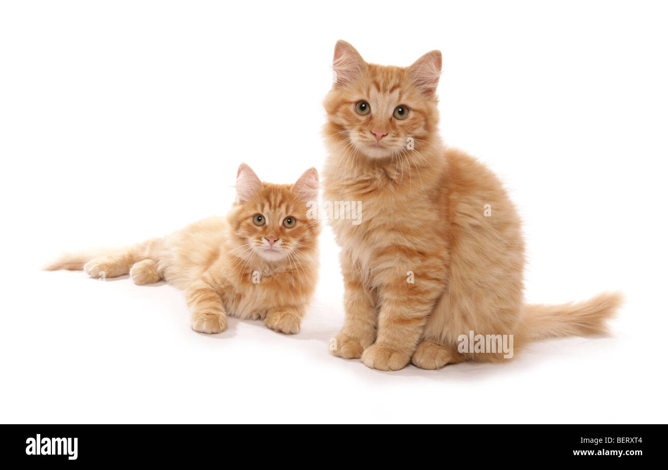 Red tabby chatons Sibériens 13 semaines studio portrait Banque D'Images