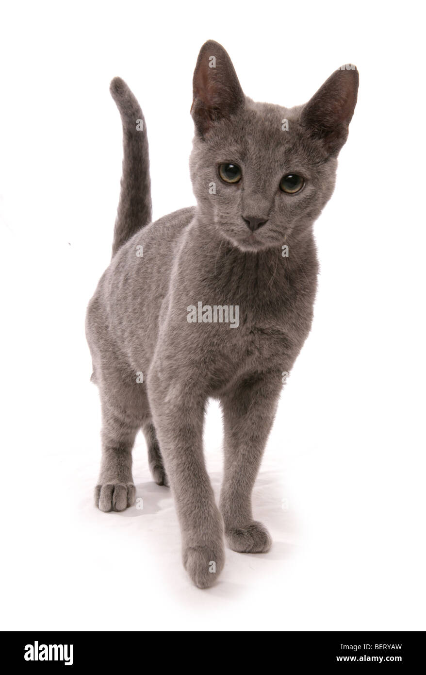 Chaton bleu russe 16 semaines studio portrait Banque D'Images
