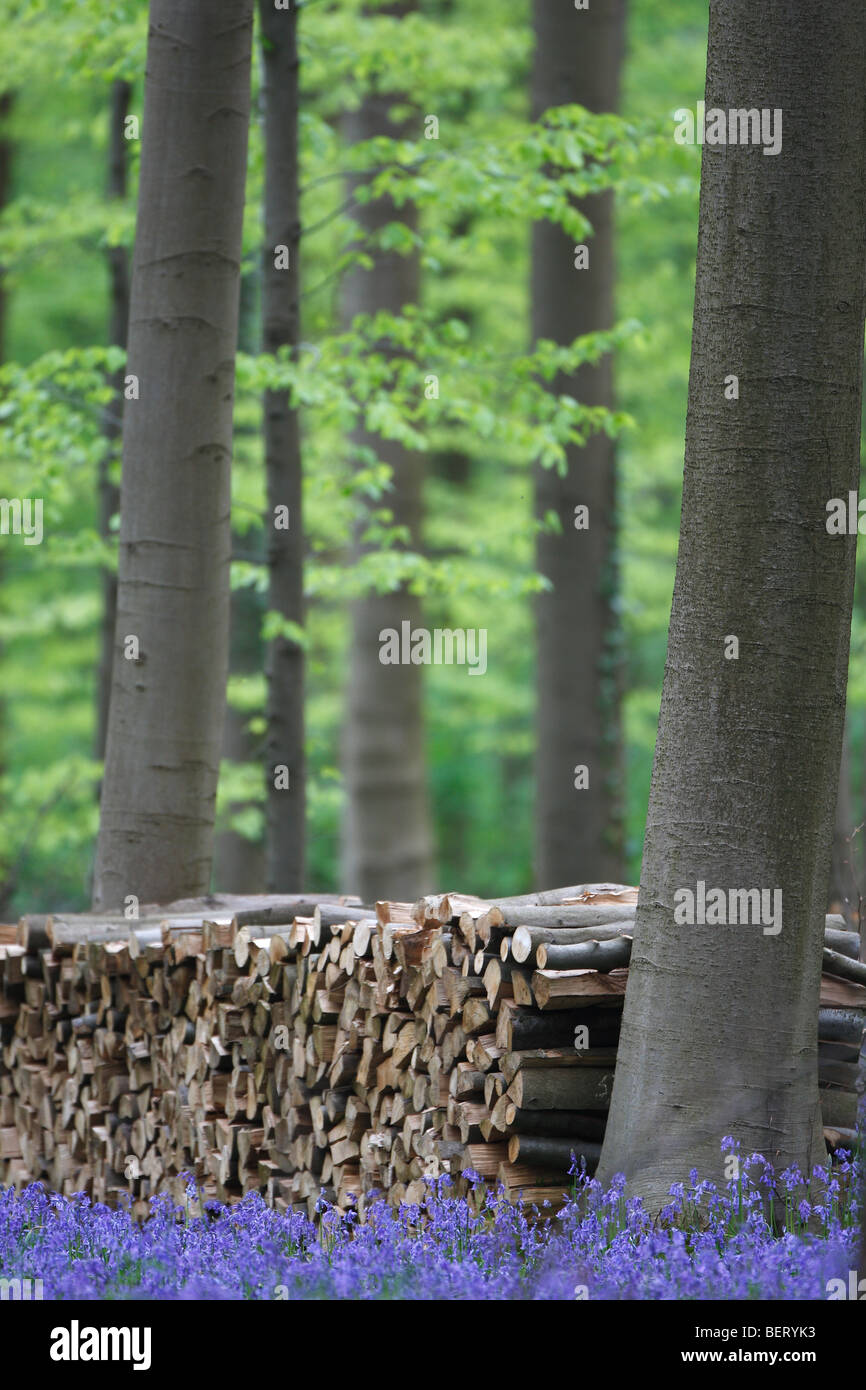 Un tas de bois et de jacinthes (Scilla non-scripta / nonscriptus Endymion) dans la forêt de hêtres, Hallerbos, Belgique Banque D'Images